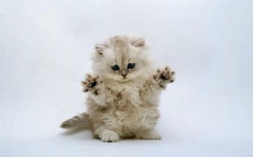 小猫的教案推荐8篇