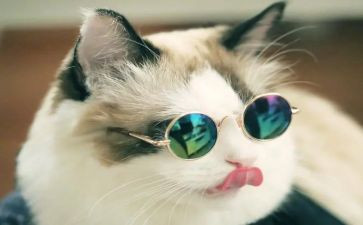 关于猫的活动方案参考7篇