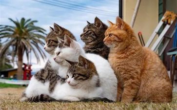 我的动物猫作文400字推荐6篇