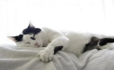 小猫的教案6篇