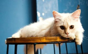 快乐的猫作文5篇