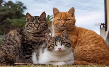 四年级猫教案优秀5篇
