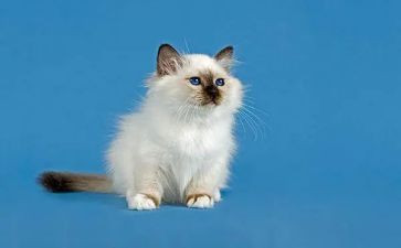 学小猫教案精选6篇