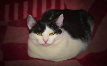 熊猫幼儿园教案5篇