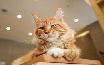 中班小猫钓鱼教案6篇
