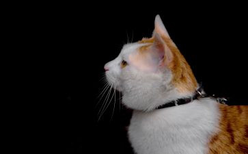 关于猫的优秀作文通用6篇