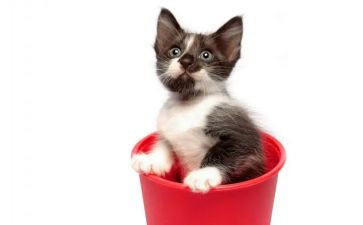 找小猫教案小班反思7篇