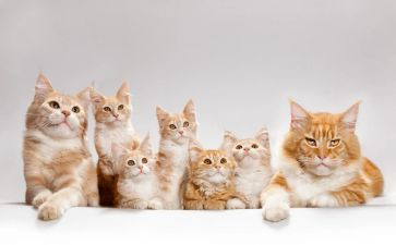 画熊猫的教案优秀6篇