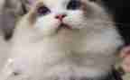 猫的忧郁读后感6篇