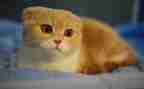 天猫618活动方案8篇