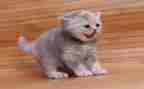 我的动物猫作文400字6篇