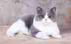 找小猫教案及反思5篇