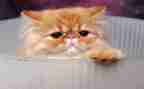 郑振铎《猫》的读后感8篇