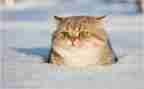 塔上的猫读后感300字作文精选7篇