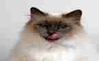 写国宝大熊猫作文精选8篇