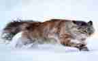 小猫钓鱼大班教案7篇