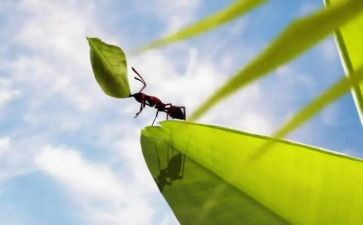 幼儿园中班《小蚂蚁》教案6篇