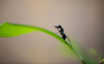小班蚂蚁运粮教案7篇