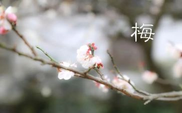 张桂梅精神心得体会5篇