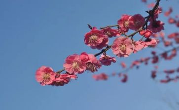 张桂梅先进事迹报告6篇