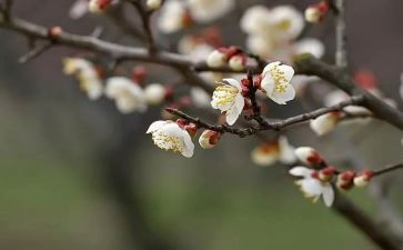 《燃灯校长:张桂梅》心得7篇
