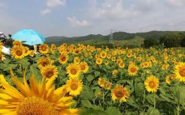 美术教案模板参考5篇