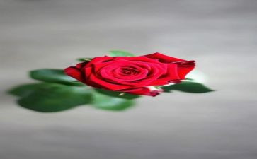 玫瑰与刺作文600字推荐6篇