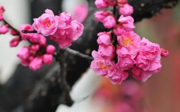 《梅花》借物喻人作文推荐8篇