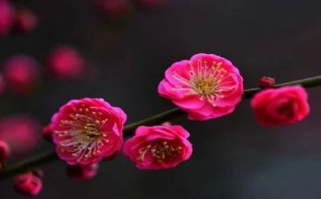 梅花作文600字7篇