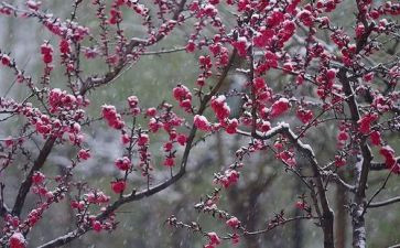 梅花作文600字最新8篇