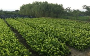 苗圃采购合同5篇