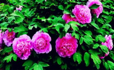 牡丹节的作文通用5篇