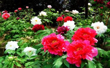 牡丹节的作文6篇