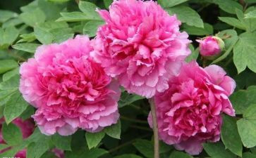 牡丹节的作文优质8篇