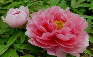 牡丹节的作文模板5篇