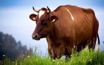 蜗牛健步的作文6篇