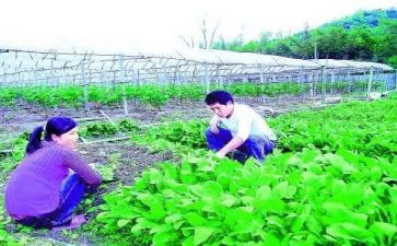 村农技员个人总结范文7篇