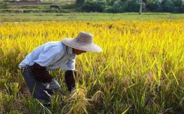 农村农业农民心得体会6篇
