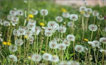 蒲公英的作文7篇