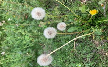 蒲公英的作文模板8篇