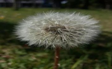 蒲公英的作文通用6篇