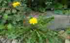 用蒲公英写作文5篇