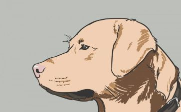 警犬拉拉读后感8篇