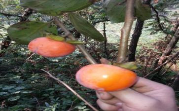 柿子的作文500字6篇