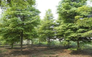 党日植树活动总结6篇