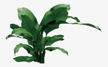 我植树的作文通用7篇