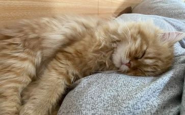 小班睡眠活动教案8篇