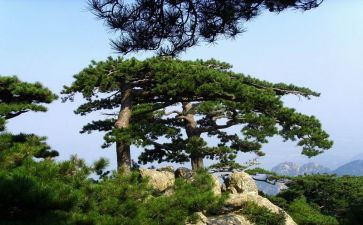 被嫌弃的松子的一生读后感8篇