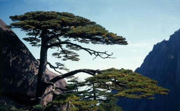 画松鼠的教案优质7篇