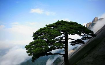 画松鼠的教案优秀7篇